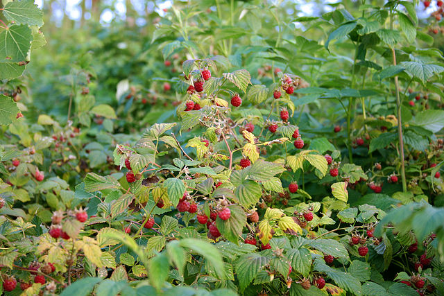 640px-wild_rubus_idaeus.jpg