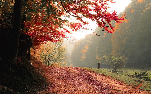 autumnal-road-with-trees.jpg