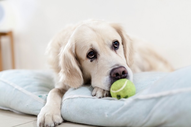 dog-with-tennis-ball.jpg