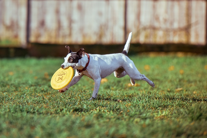 jack-russell-terrier.jpg