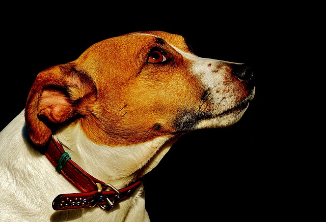 jack-russell-terrier2.jpg