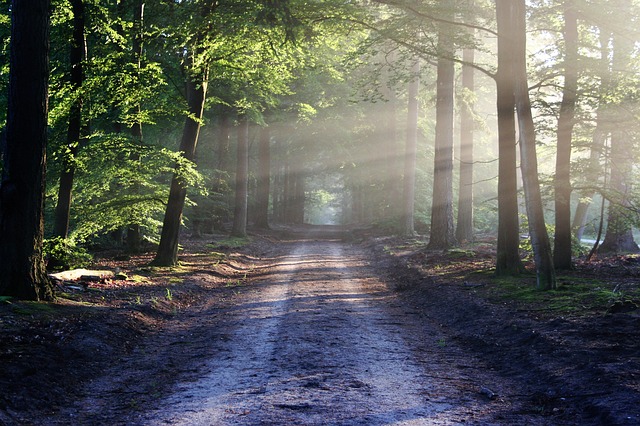 pathway-in-forest.jpg