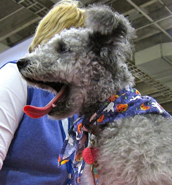 pumi-puppy.jpg