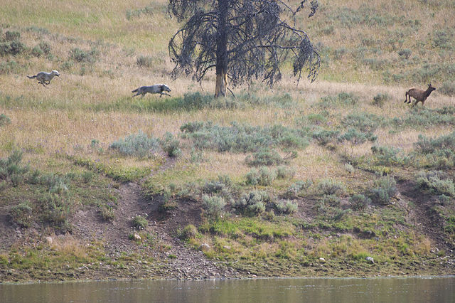 wolves_chasing_a_mule_deer_yellowstone_river.jpg