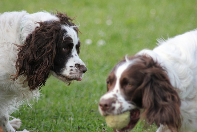 springer-spaniels.jpg