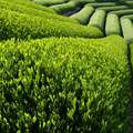 Fogyókúra és a zöld tea