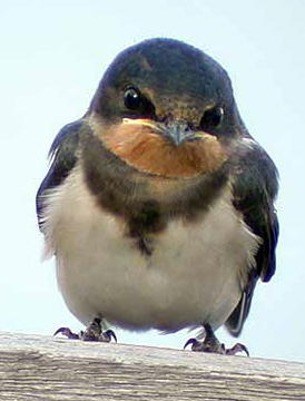 1294572684_swallow.jpg