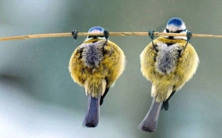 funny-birds-taking-exercises-445x299.jpg