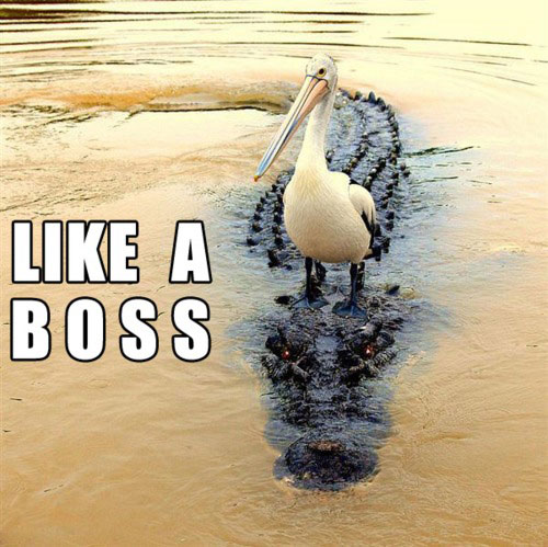 funny-bird-standing-over-crocodile.jpg