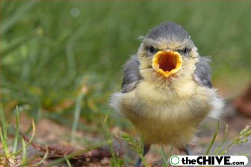 funny-birds-1.jpg