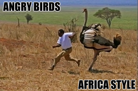 funny-angry-birds-Africa.jpg