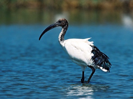 2007_05_12_ibis.jpg