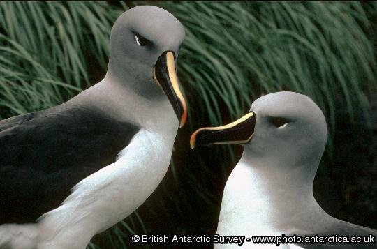 albatrosz.jpg
