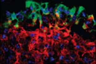 Új folyóirat: Mucosal Immunology