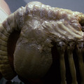 Kérdések és válaszok az Alien világából 3. rész