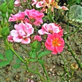Rose in the garden