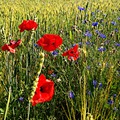 Poppy in the land