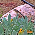 Lizard