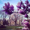Spring, 2014, Szeged