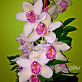 Orchidea