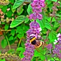 Bee on the flower