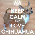 Keep calm and love chihuahua