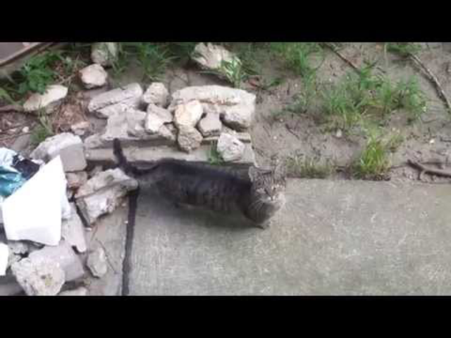 Garfield Budapesten - az újbudai Garfield cica