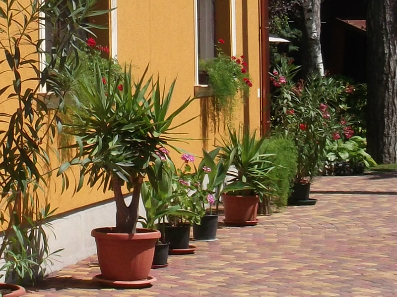 Virágzó növények sora a ház fal mellett