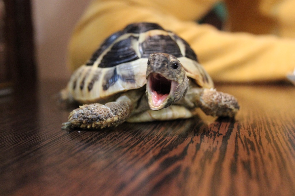 A világ legaranyosabb ásító teknőse.