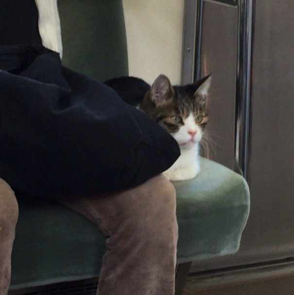 cat-rides-subway-seibu-ikebukuro-line-tokyo-7-605x607.jpg