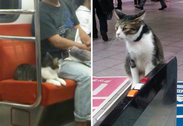 cat-rides-subway-seibu-ikebukuro-line-tokyo-9-605x418.jpg
