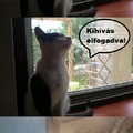 Nem bírja az alkoholt