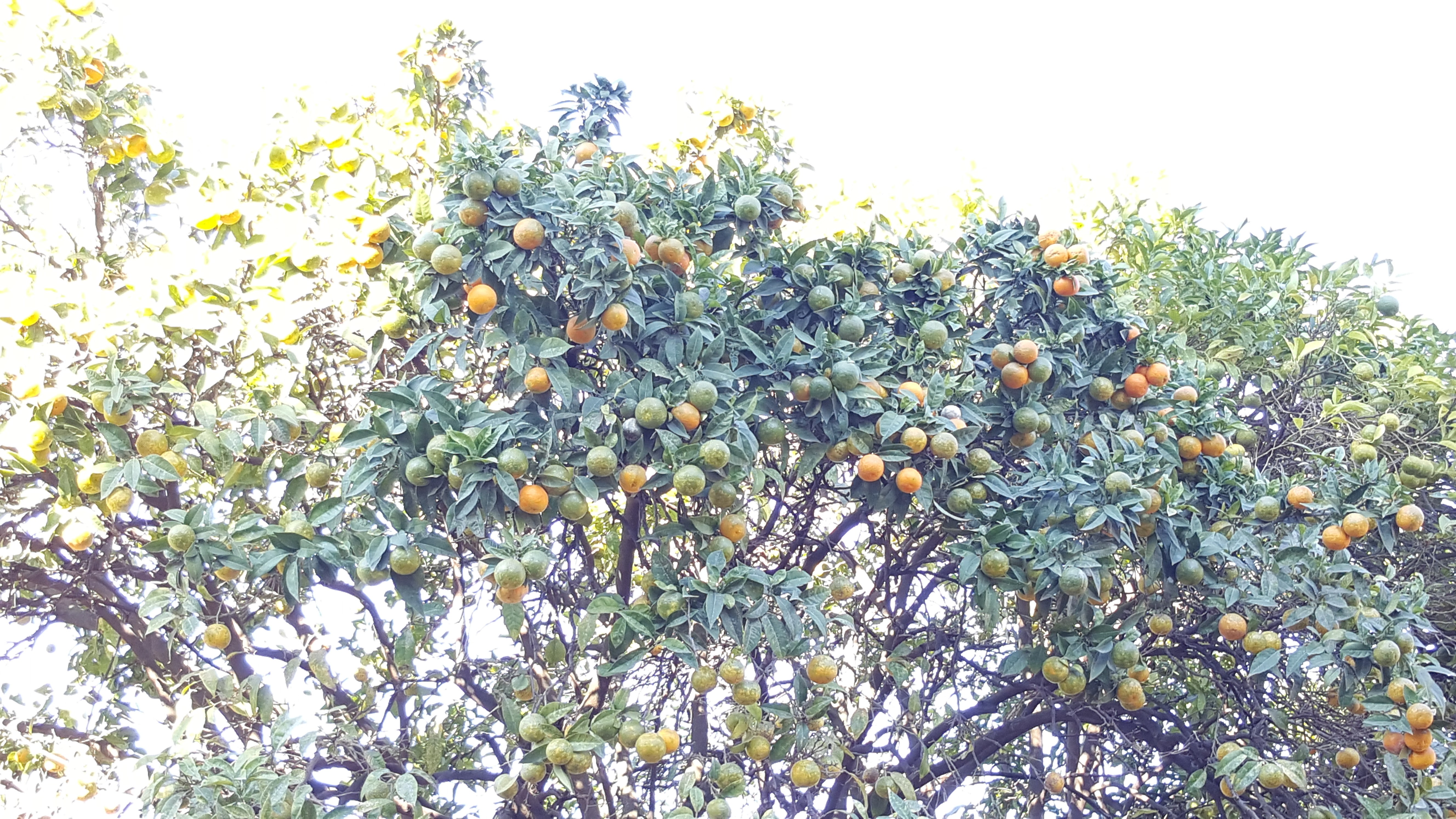mandarin.jpg