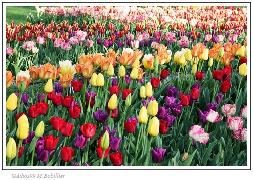 tulipán.jpg