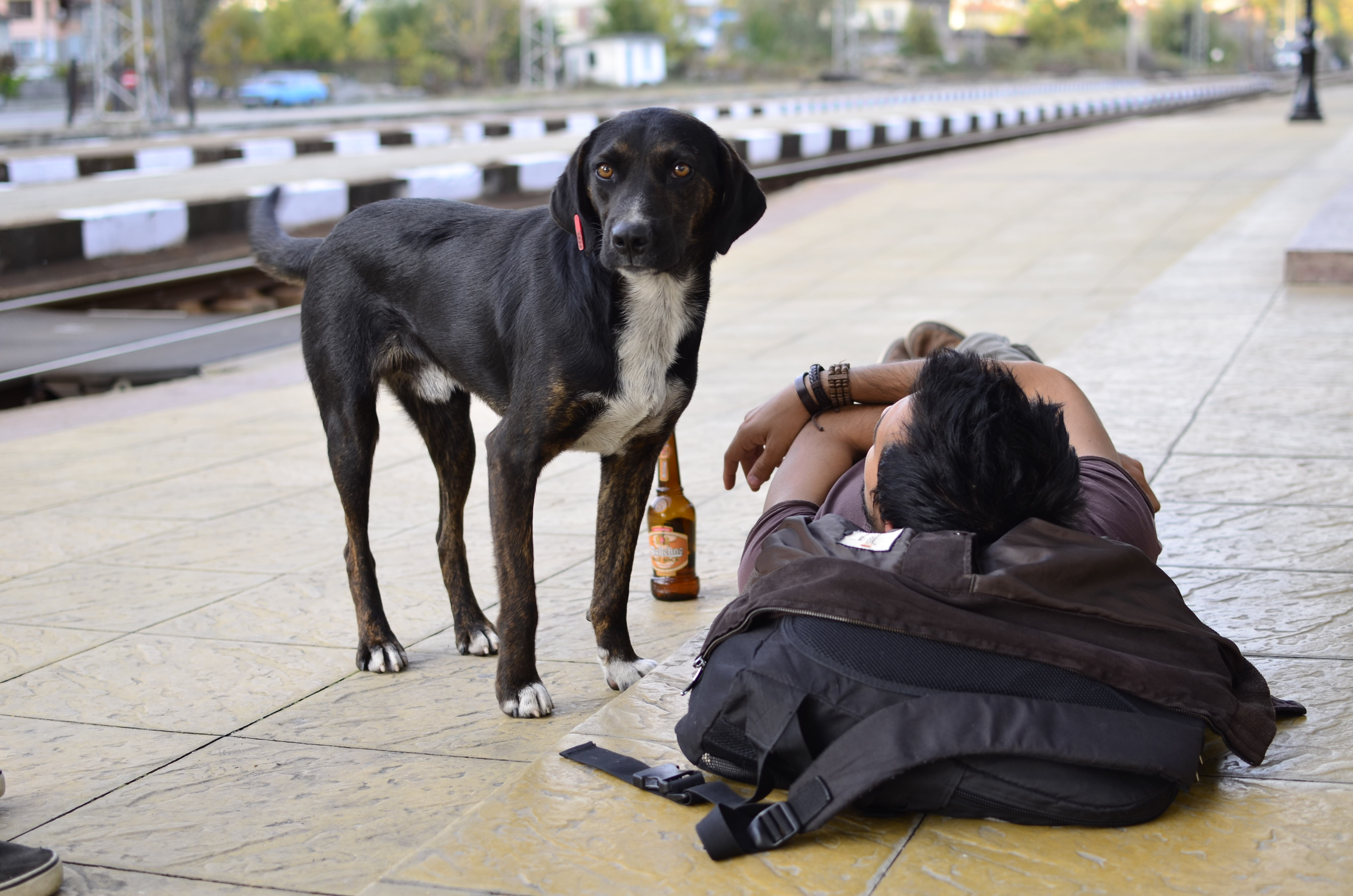 Minden állomásnak van legalább egy kutyája, aki, akik tudják már a menetrendet és várják az embereket és a finom falatokat.