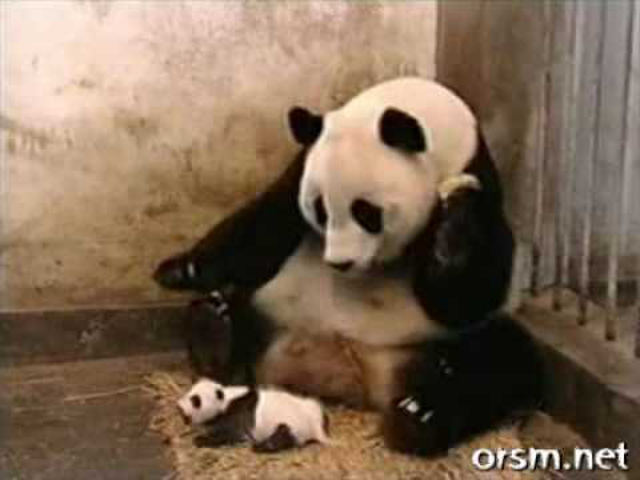 Variációk egy Témára: Pandatüsszentés