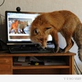 Hallottál már a Firefox-ról? :)