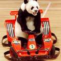 Panda vezet