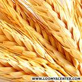 Alapanyagok: Wheat germ apigenin