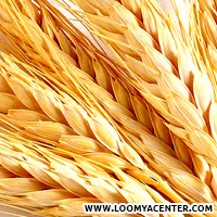 Wheat-germ.jpg
