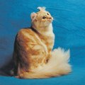 Amerikai görbefülű macska