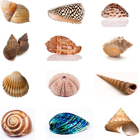 Sea-Shells