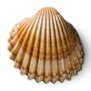 clam-shell