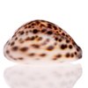 cowrie-shell