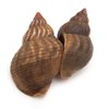whelk-shell