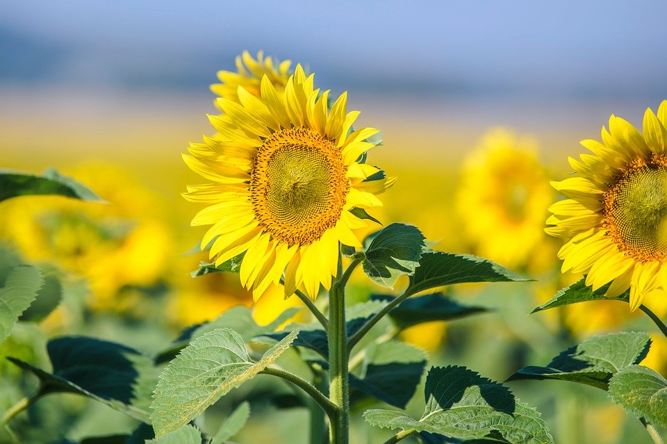 blooming-sunflowers