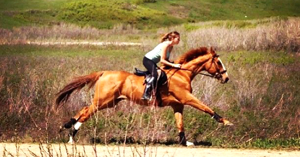 horse_run600x315.jpg