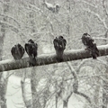 Téli képek I. - Telelő galambok - Galambok a hóesésben