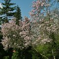 Virágzik a magnólia a Margitszigeten