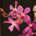Hogyan fotózzunk zárt térben orchideákat 1. - Visszatekintés 2005. október 29.-ére